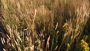 Ecologische grasberm in gemeente Ede foto: De Klik