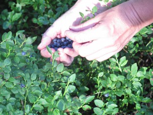 Bosbessen plukken Foto: De Klik BiomassaDHZ