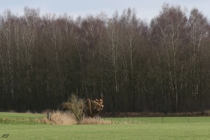 BIOMASSALLAND-Landschapsonderhoud