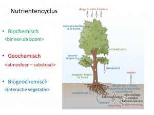 Nutrienten worden continue hergebruikt en in een cyclus gehouden. In bossen en landschapselementen blijven nutrienten opgeslagen in hout en bodem. Het is echter niet zo dat daarmee de nutrienten ook in het systeem blijven. Er vindt altijd uitspoeling plaats, en met de oogst worden nutrienten afgevoerd. (Den Ouden (2015), presentatie Bodemvruchtbaarheid, WUR)